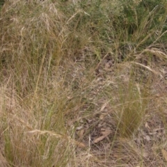 Austrostipa scabra subsp. falcata (Rough Spear-grass) at Lake Ginninderra - 6 Oct 2023 by pinnaCLE