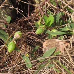 Hovea heterophylla at Belconnen, ACT - 6 Oct 2023