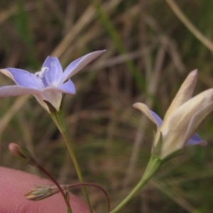 Wahlenbergia luteola at Belconnen, ACT - 6 Oct 2023