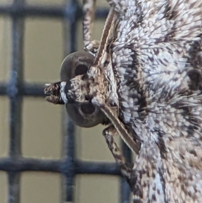 Psilosticha attacta (Looper Moth) at Holder, ACT - 7 Oct 2023 by Miranda