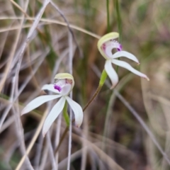Caladenia ustulata (Brown Caps) at Captains Flat, NSW - 7 Oct 2023 by Csteele4