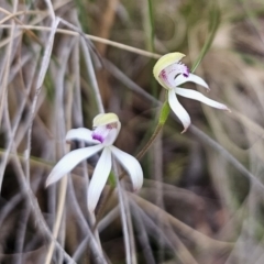 Caladenia ustulata at Captains Flat, NSW - 7 Oct 2023