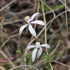 Caladenia ustulata at Captains Flat, NSW - 7 Oct 2023