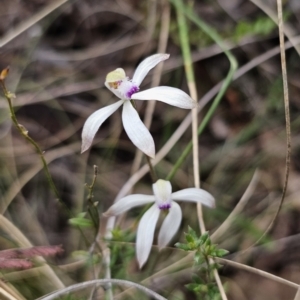 Caladenia ustulata at Captains Flat, NSW - 7 Oct 2023