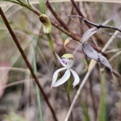 Caladenia ustulata at Captains Flat, NSW - 7 Oct 2023