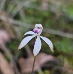 Caladenia ustulata at Captains Flat, NSW - 7 Oct 2023