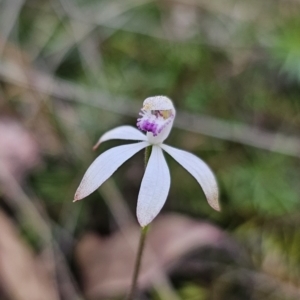 Caladenia ustulata at Captains Flat, NSW - 7 Oct 2023