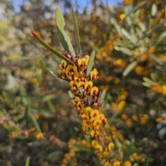 Daviesia suaveolens at Captains Flat, NSW - 7 Oct 2023 by Csteele4