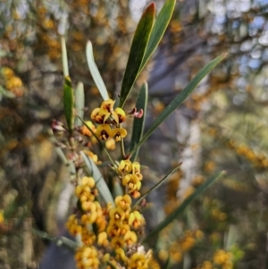 Daviesia suaveolens at Captains Flat, NSW - 7 Oct 2023