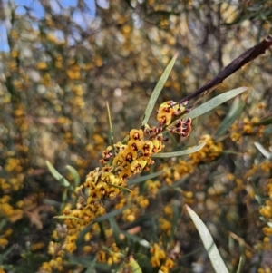 Daviesia suaveolens at Captains Flat, NSW - 7 Oct 2023