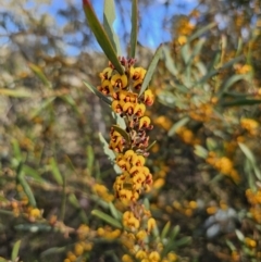 Daviesia suaveolens at Captains Flat, NSW - 7 Oct 2023