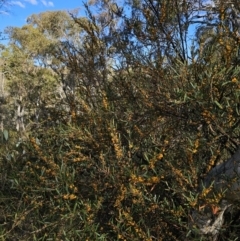 Daviesia suaveolens at Captains Flat, NSW - 7 Oct 2023