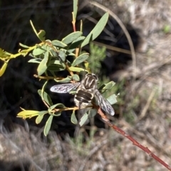 Trichophthalma laetilinea (Tangled Vein Fly) at Canberra Central, ACT - 7 Oct 2023 by MattM