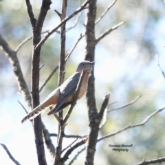 Cacomantis flabelliformis (Fan-tailed Cuckoo) at Broulee Moruya Nature Observation Area - 5 Oct 2023 by Gee