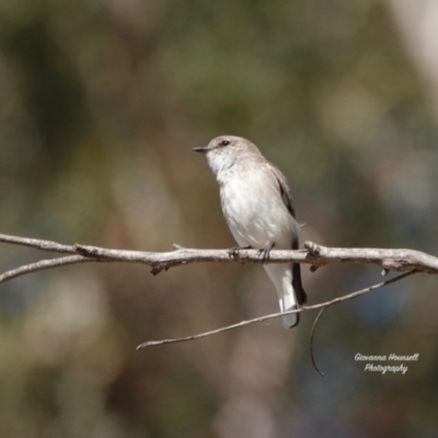 Microeca fascinans (Jacky Winter) at Broulee, NSW - 5 Oct 2023 by Gee