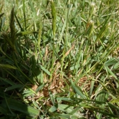 Anthoxanthum odoratum (Sweet Vernal Grass) at QPRC LGA - 7 Oct 2023 by arjay