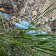 Vulpia (genus) (A Squirreltail Fescue) at Charleys Forest, NSW - 7 Oct 2023 by arjay