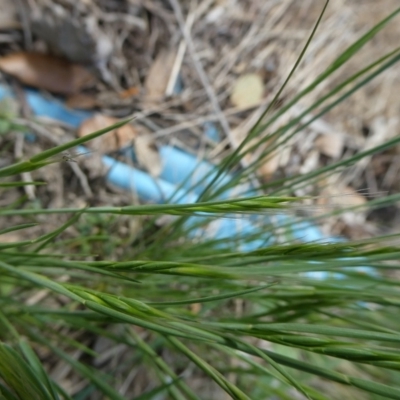 Vulpia (genus) (A Squirreltail Fescue) at Charleys Forest, NSW - 7 Oct 2023 by arjay