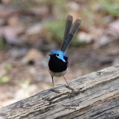 Malurus lamberti (Variegated Fairywren) at ESC Captain Oldrey Park - 5 Oct 2023 by Gee