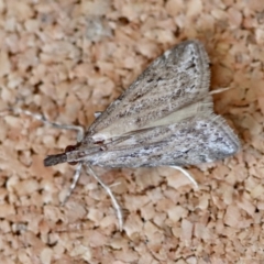 Unidentified Pyralid or Snout Moth (Pyralidae & Crambidae) at Moruya, NSW - 6 Oct 2023 by LisaH