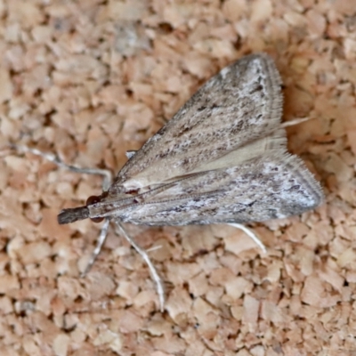 Unidentified Pyralid or Snout Moth (Pyralidae & Crambidae) at Moruya, NSW - 6 Oct 2023 by LisaH