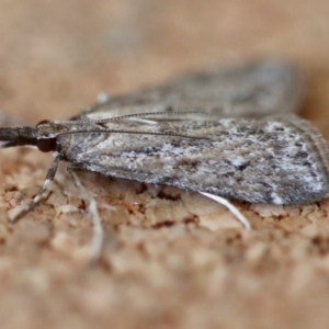 Eudonia cleodoralis at Moruya, NSW - suppressed
