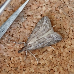 Eudonia cleodoralis at Moruya, NSW - suppressed