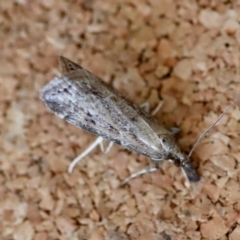 Eudonia cleodoralis at Moruya, NSW - suppressed