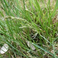 Festuca arundinacea (Tall Fescue) at Mongarlowe River - 7 Oct 2023 by arjay