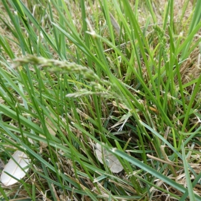 Festuca arundinacea (Tall Fescue) at Mongarlowe River - 7 Oct 2023 by arjay