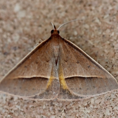Unidentified Geometer moth (Geometridae) at Moruya, NSW - 6 Oct 2023 by LisaH