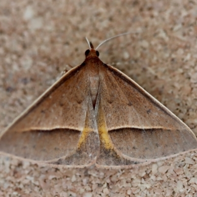 Epidesmia chilonaria (Golden-winged Epidesmia) at Moruya, NSW - 7 Oct 2023 by LisaH