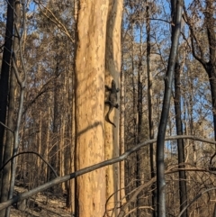 Varanus varius (Lace Monitor) at Cuttagee, NSW - 7 Oct 2023 by Bidge