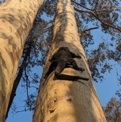 Varanus varius at Murrah State Forest - 7 Oct 2023