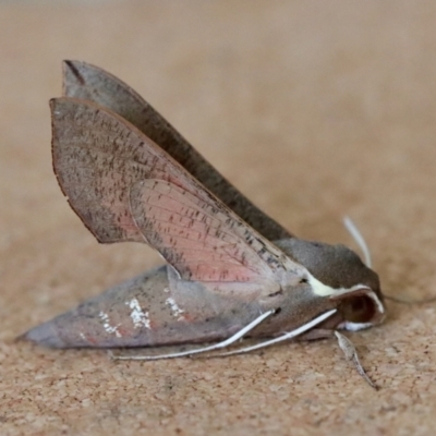 Hippotion scrofa (Coprosma Hawk Moth) at Moruya, NSW - 7 Oct 2023 by LisaH