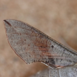 Hippotion scrofa at Moruya, NSW - suppressed