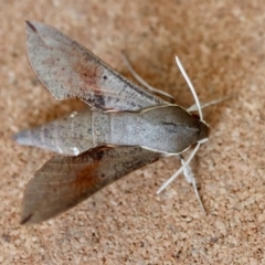 Hippotion scrofa at Moruya, NSW - suppressed