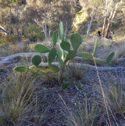 Opuntia ficus-indica (Indian Fig, Spineless Cactus) at QPRC LGA - 7 Oct 2023 by danswell