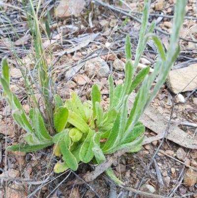 Coronidium scorpioides (Button Everlasting) at Cuumbeun Nature Reserve - 7 Oct 2023 by danswell