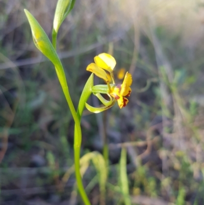 Diuris semilunulata (Late Leopard Orchid) at Cuumbeun Nature Reserve - 7 Oct 2023 by danswell
