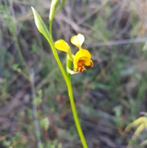 Diuris semilunulata at Carwoola, NSW - suppressed