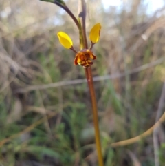 Diuris semilunulata at Carwoola, NSW - suppressed