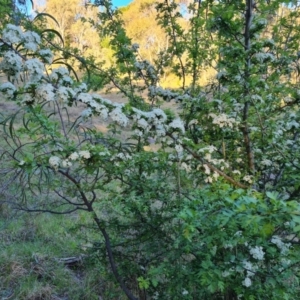 Crataegus monogyna at Isaacs, ACT - 7 Oct 2023 06:18 PM