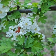 Crataegus monogyna at Isaacs, ACT - 7 Oct 2023 06:18 PM