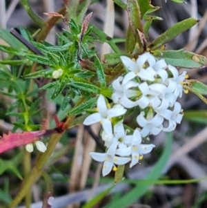 Asperula conferta at Mawson, ACT - 7 Oct 2023 06:16 PM