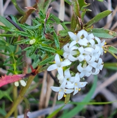 Asperula conferta (Common Woodruff) at Mawson, ACT - 7 Oct 2023 by Mike