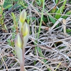 Thelymitra sp. (A Sun Orchid) at Isaacs Ridge - 7 Oct 2023 by Mike