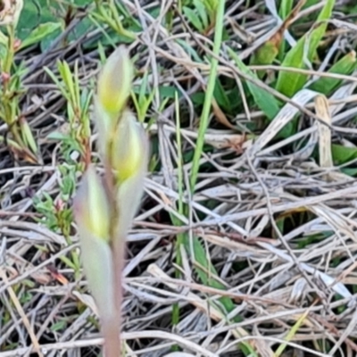 Thelymitra sp. (A Sun Orchid) at Isaacs, ACT - 7 Oct 2023 by Mike