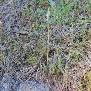 Thelymitra sp. at Isaacs, ACT - 7 Oct 2023