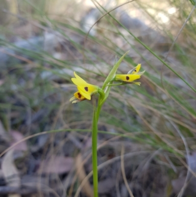 Diuris sulphurea (Tiger Orchid) at Queanbeyan East, NSW - 7 Oct 2023 by danswell